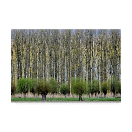 Henk Van Maastricht 'Forest Layers' Canvas Art,12x19